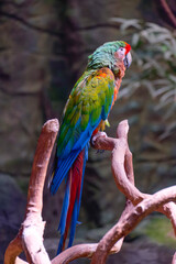 Portrait of a beautiful red and green macaw , ara chloropterus, a large parrot native to central and South America, sitting on a wooden perch in a jungle setting.