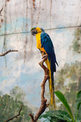 Blue and yellow macaw (Ara ararauna) sitting on a tree branch in a humid bird sanctuary