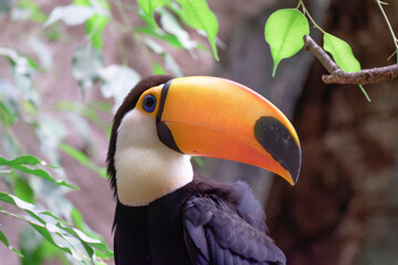 Fototapeta premium Horizontal banner with a beautiful colorful toucan bird (Ramphastidae) on a branch in a rainforest. A toucan bird and leaves of tropical plants on blurred background. Copy space for text