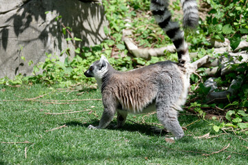 Lemurs (Lemuroidea), one of the cutest animals of Madagascar, usually live in forests with high trees.