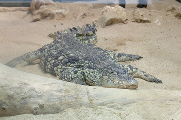 Crocodylidae. A big and dangerous crocodile looking at you above the sand of a zoo reptile.