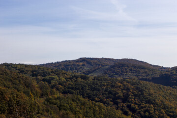 forest in the mountains