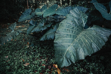 rain drops on green leaves