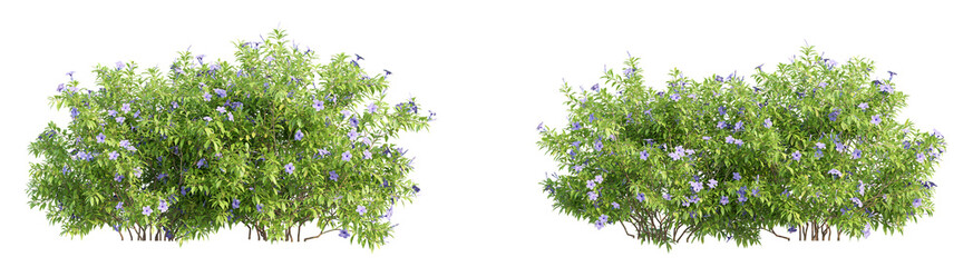 Fototapeta premium 3D rendering of trees on transparent background, for illustration, digital composition, and architecture visualization
