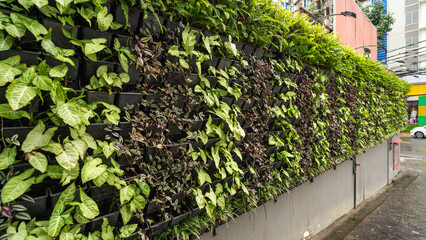 Living green walls on the buildings in natural light.