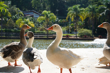 Obraz premium family of ducks at the lake