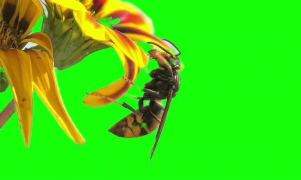 Bee Video With Green Screen Very Cool