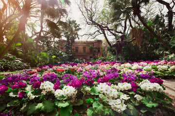 Fototapeta na wymiar A greenhouse botany garden. Beautiful flowers are blooming in spring