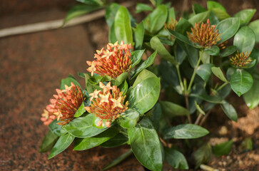 red and yellow flower