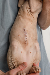 Fototapeta premium Vet holding cat with suture scar after neutering surgery