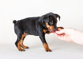 The owner's hand feeds a piece of fresh meat to a black and tan miniature pinscher puppy on a white background.