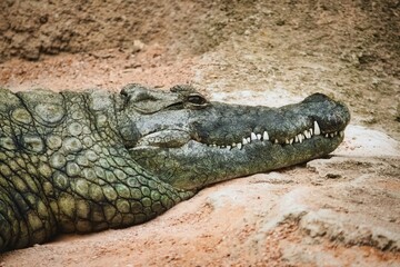 Obraz premium Close-up headshot of a crocodile on the sandy shore of a riverbank resting in the sun