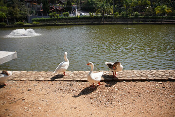 family of ducks at the lake