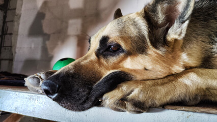 Lonely, sad dog German Shepherd sadly waiting its owner. Russian eastern European dog veo is ill and pity