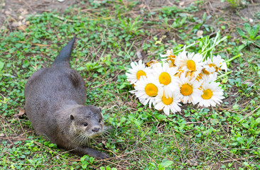 Oriental small-clawed otter