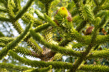Araucaria araucana tree