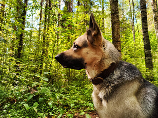 Dog German Shepherd in the green forest in summer, spring or autumn season. Russian eastern European dog veo walk on nature landscape