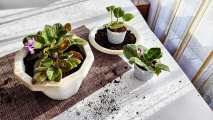 Transplant and plant a violet flower senpolia into a new pot. Home flower and care for it. Plants and creating comfort in the house