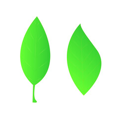 various shapes and forms of green leaves vector illustration