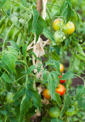Growing the tomatoes.
