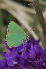 Natural closeup on the small green hairstreak butterfly, Callophrys rubi, sitting on a purple flower