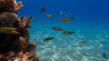 Ornate wrasse (Thalassoma pavo) undersea, Aegean Sea, Greece, Halkidiki