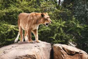 A female lioness standing on a big rock in the sunlight in the jungle