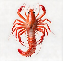 lobster isolated on white