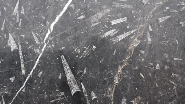 Detail of a slab with fossilized polished orthoceras fossils from the Sahara desert in Morocco. 4k footage.