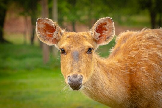 Barasinga deer (Rucervus duvaucelii) in a grassy meadow surrounded by trees
