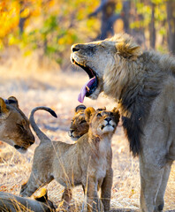 Lion family 