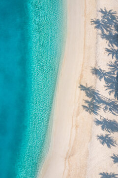 Beach palm trees on tranquil sunny sandy beach and turquoise ocean from above. Amazing summer nature landscape. Stunning sunny serene beach relaxing peaceful and inspirational beach vacation template