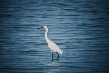 Minimalistic view of a white heron stands in the shallow water