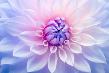  Soft pink and purple dahlia petals macro, floral abstract background. Close up of flower dahlia for background