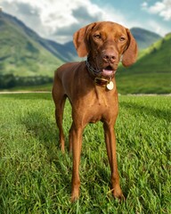 Beautiful Vizsla breed of dog stands in a lush green field