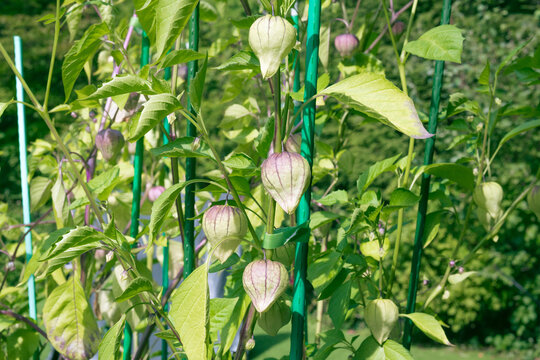 Ripe tomatillos on plants ready to harvest. Variety tomatillos growing on large bushes. Toma Verde and Purple tomatillo also known as Mexican husk tomato or Physalis philadelphica. Selective focus.