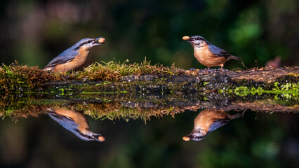 Sitta europaea, Eurasian nuthatch