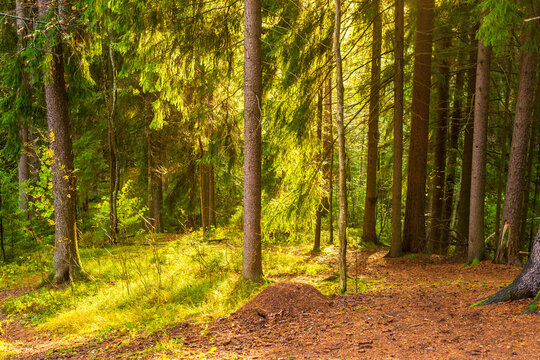 Spruce forest in autumn. The sun shines through the trees. Moss-covered glade. Sun rays. It's raining. Beautiful nature. 