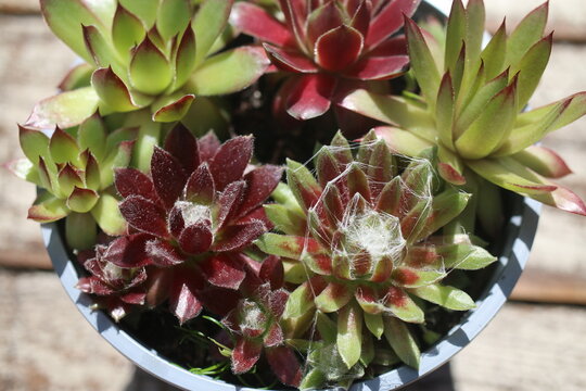 rojnik Nora Frieda Ginger Nut Sempervivum pajęczynowaty