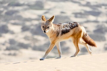 A small wild fox walking on a sunny sandy desert