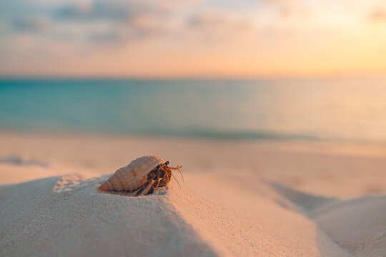 Small hermit crab on sandy beach sunset background with cute marine wildlife bright colors. Copy space. Idyllic nature closeup. Blurred defocus tropical island coast