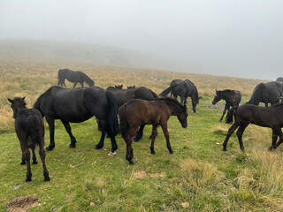 herd of horses in Pyrenees
