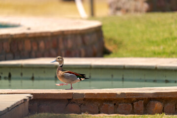 Ente am Pool