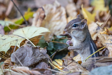 Cute Little Chipmunk stands in fall leaves. 