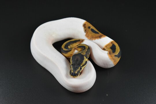 Closeup of a Ball Python