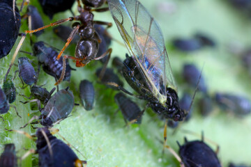 Black garden ant (Lasius niger) sharing honey dew from Black bean aphid, blackfly (Aphis fabae). 
