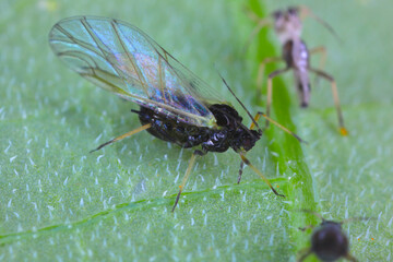 Black bean aphids (Aphis fabae) on a broad bean stem