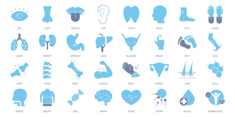 Anatomy icons set. Set of editable stroke icons.Vector set of Anatomy - obrazy, fototapety, plakaty