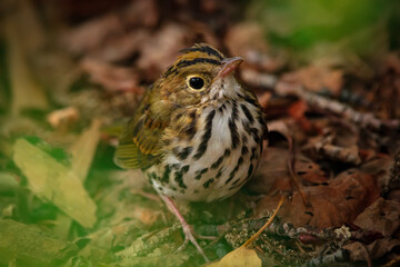 Ovenbird is on the ground among brown leaves in the summer garden.