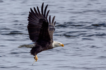 American bald eagle with fish catch